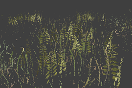 grass_pack_big