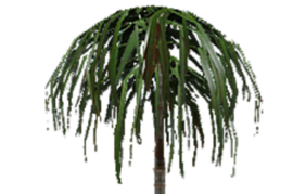 vts_plant_cyclomena.mdl