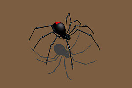 Black widow spider