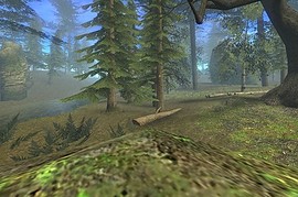 gm_forest2008