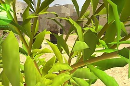 Pot Plant C4
