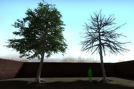 Blackgum tree
