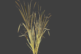reed_3