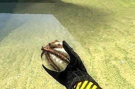 Bug Bait
