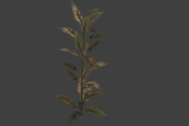 plant6