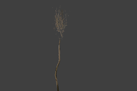l10_swamp_kamysh_tree3