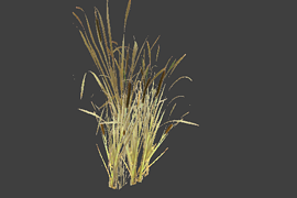 reed_7