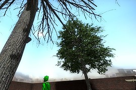 Blackgum tree