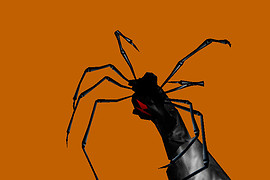 Black widow spider