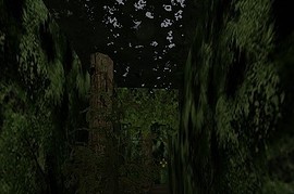 dm_forest