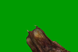 HL2 Barnacle for HL_OF