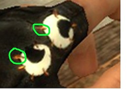 Friendless_camper_s_gloves_V.1