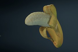 Banana Gun and Spoon Knife