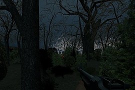 dod_forest_dtt