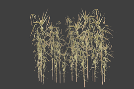 reed_6