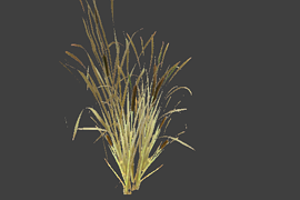 reed_4