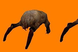 HL2 Headcrabs