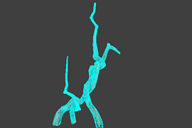 tree_12