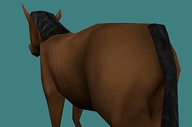 Лошадь (Horse)