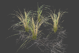 l10swamp_plant_group3