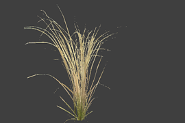reed_01