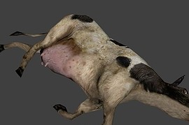 Корова