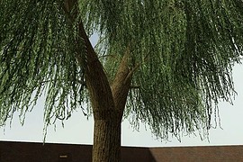 Weeping_Willow_01