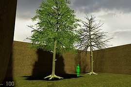 Blackgum tree