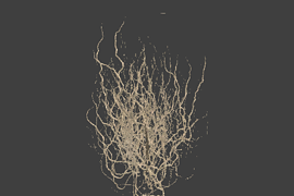 tree_17