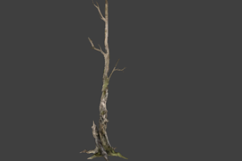 tree_02