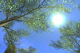gm_forest2008