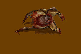 New headcrab