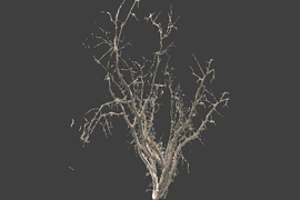!tree_19