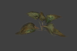 plant1