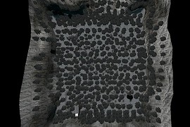 dm_winter_forrest_beta