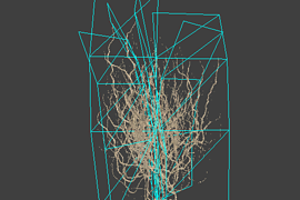 tree_17