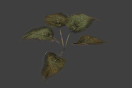 plant2
