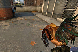 Mad rooster