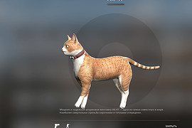 Cat gun
