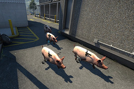 PIG
