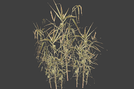 reed_5