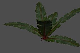 byka_bush