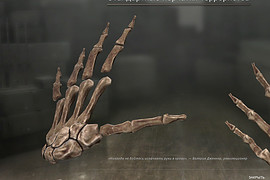 Skeleton