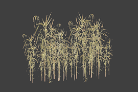 reed_03