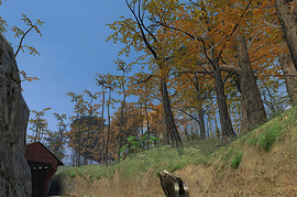 SoJa's Tokarev Anims