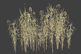 reed_02