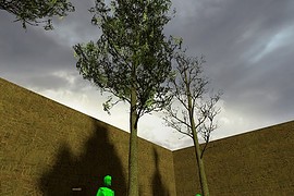 Gumtrees