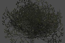 fnv_bush