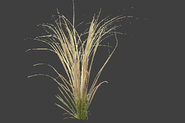 reed