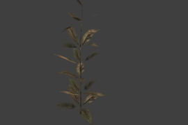 plant5